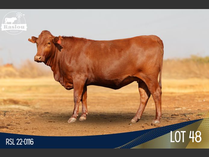 RSL 220116 | RASLOU BONSMARAS