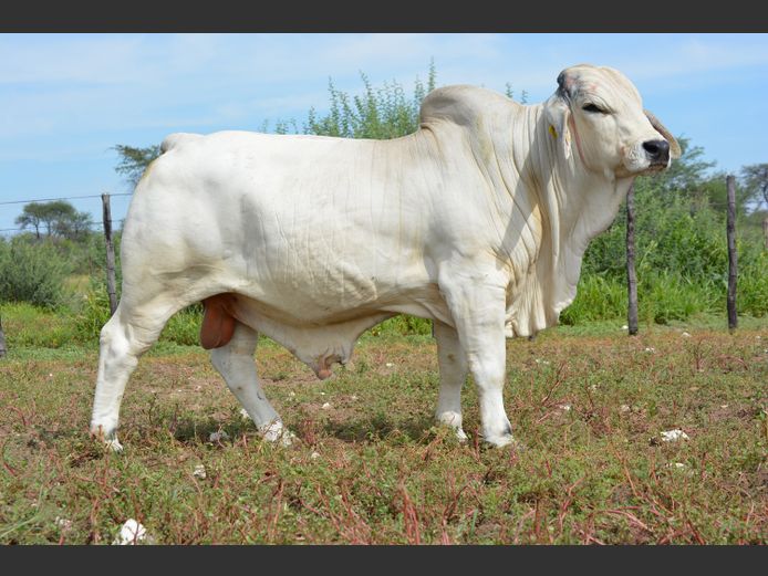 22-0243 FK | WANETTA BRAHMANE