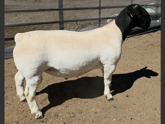 770 24 0173 | Mickey Phillips Dorpers