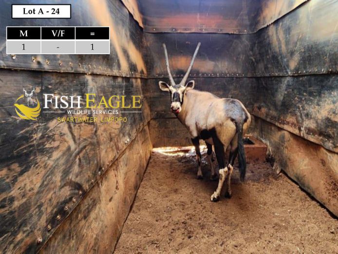 GEMSBOK | JOHAN MULLER SAFARIES