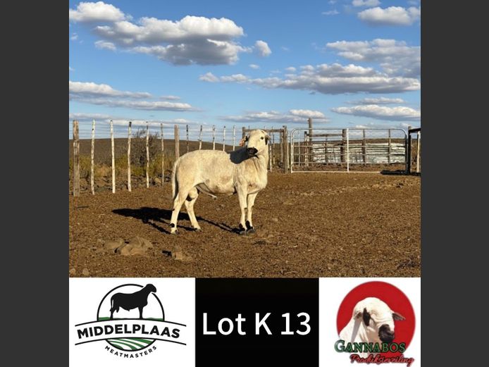 Commercial Ram | Middelplaas Meatmasters