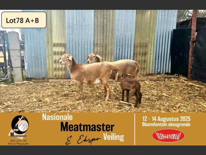 KIM 24 0040 | P.J. Cronje - Kimonate Meatmasters