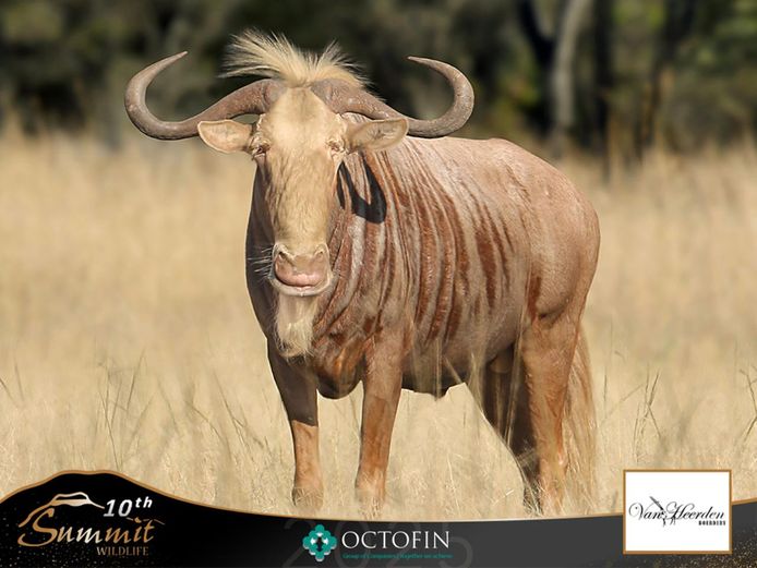 Golden Wildebeest Cows ICT 32 1/8" Illovo