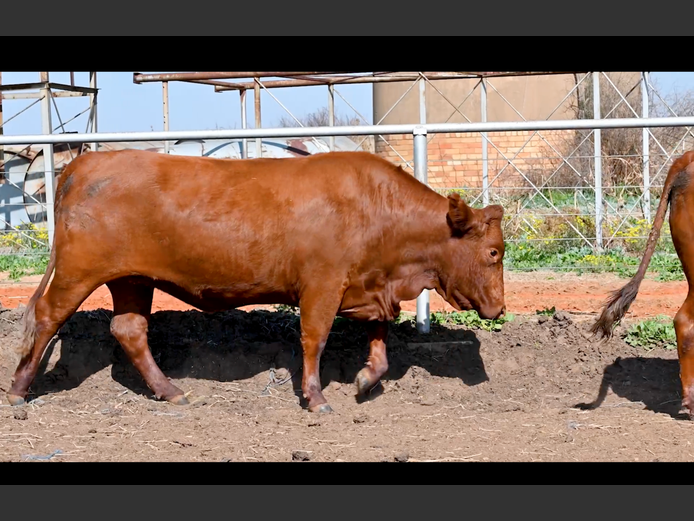 Commercial Animals | PE ROUX