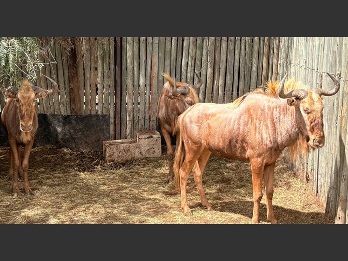 Goue Wildebees Bulle