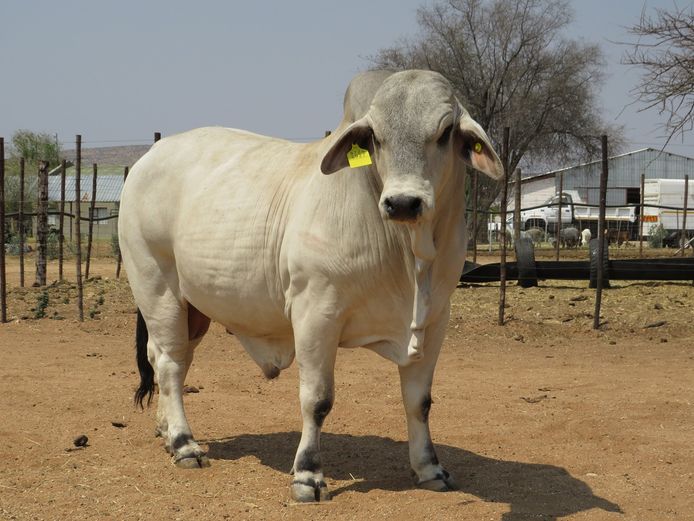 21-0684JLB | JLB BRAHMAN
