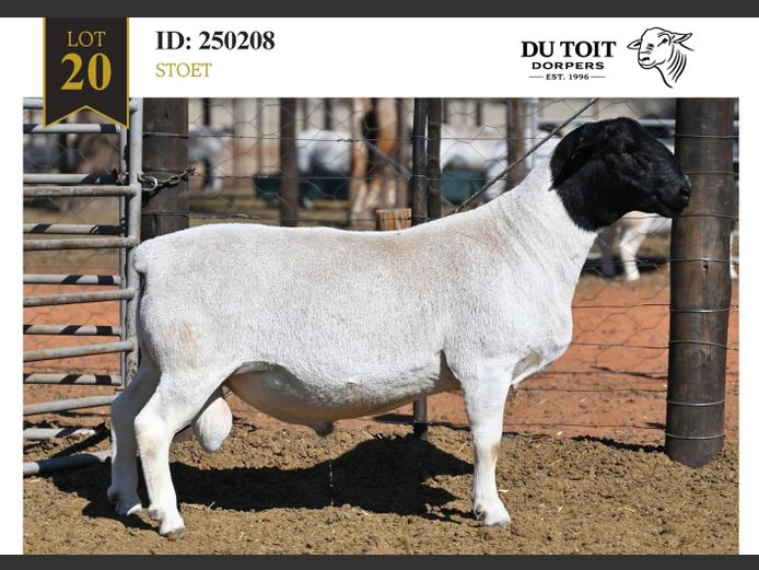 250208 | DU TOIT DORPERS