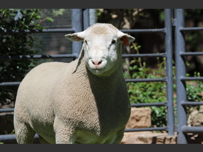 DZ 240024 | 2 STEYNS BOERDERY