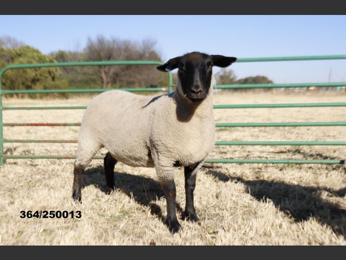364250013 | TRIO BOERDERY