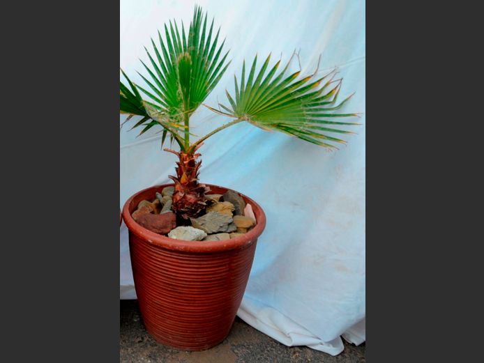 FAN PALM IN PLANTER, 45cm Diameter x 46cm High