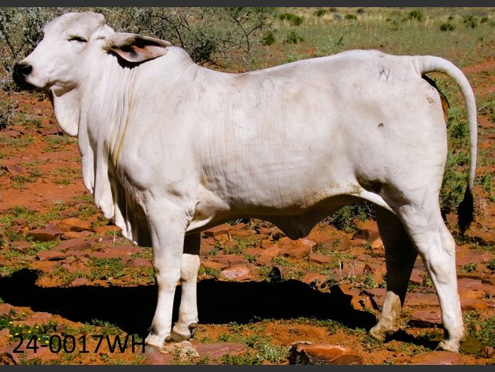 24-0017WH | SWARTRANTE BRAHMANE