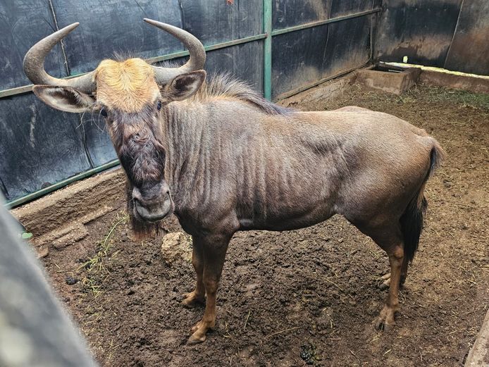 BLUE WILDEBEEST | DE KOK