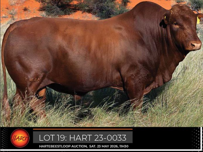 HART230033HH(c) | HARTEBEESTLOOP BONSMARA