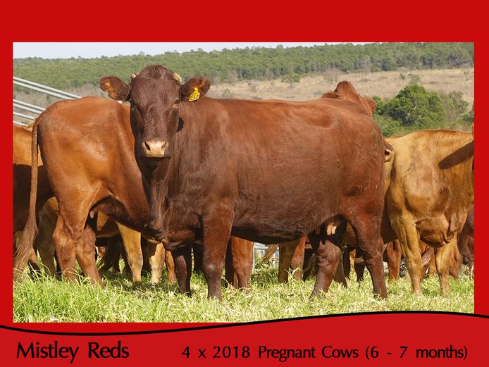 Commercial Animals | Mistley Red - Les Trollope