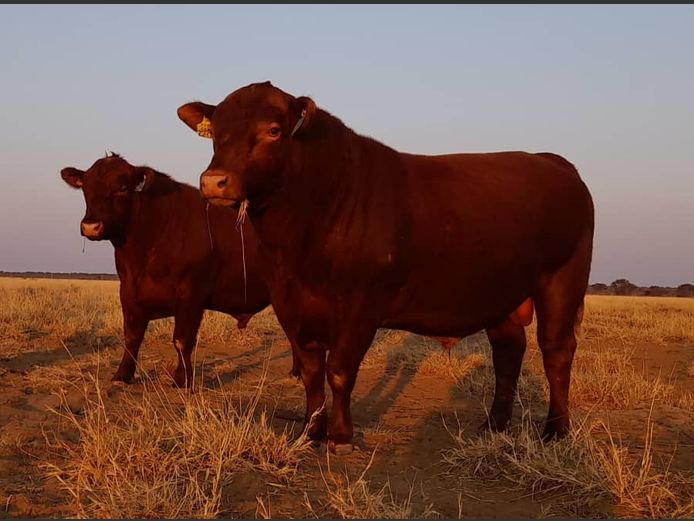 22-0008MS | SILVERSAND ANGUS