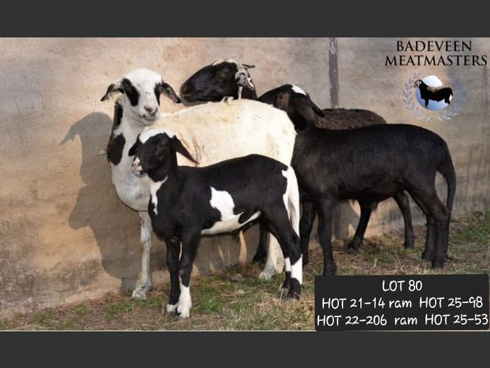 HOT 21-14 | Badeveen Meatmasters