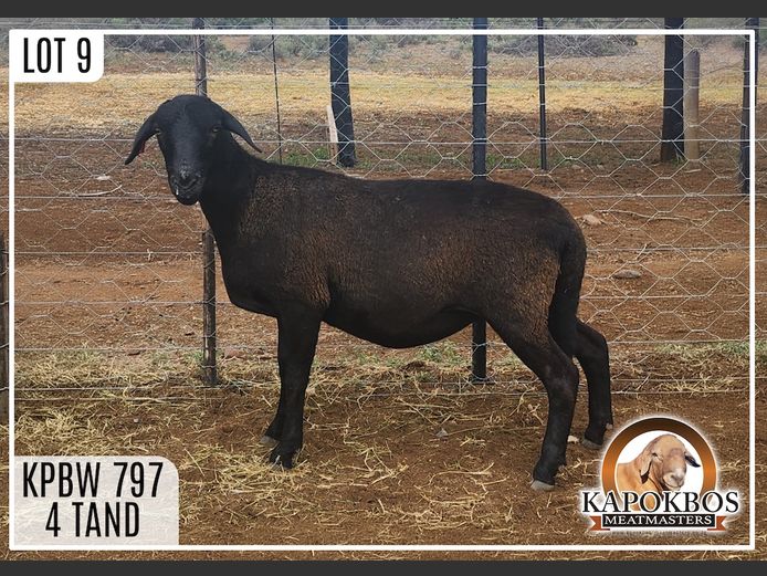 KPBW797 | Kapokbos Meatmasters