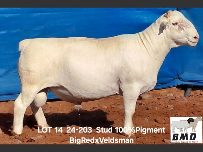 24-203 | BROER MARITZ DORPERS