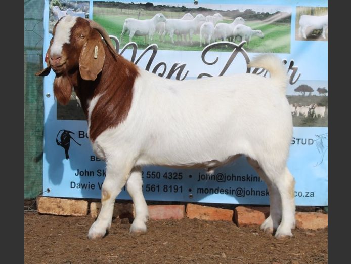 1633 25 0910 | Mon Desir Boergoats