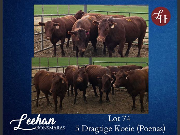 Commercial Animals | Leehan Bonsmaras Bonsmaras