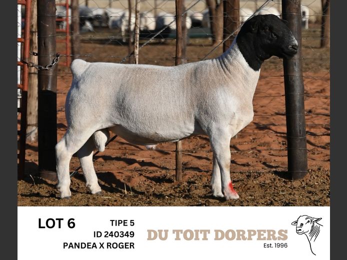240349 | DU TOIT DORPERS