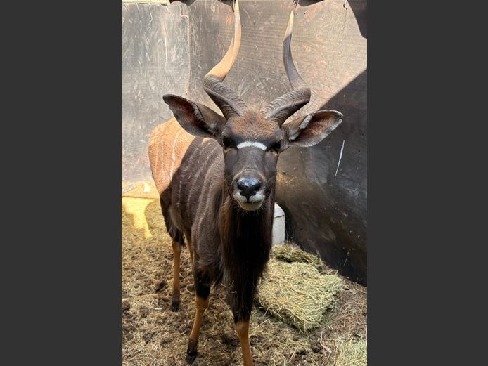 Nyala Bul
