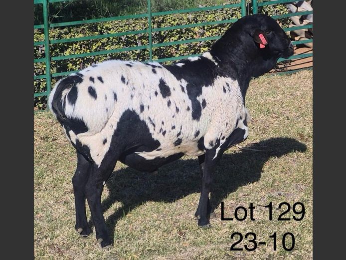 23-010 | DIRK LOTTER