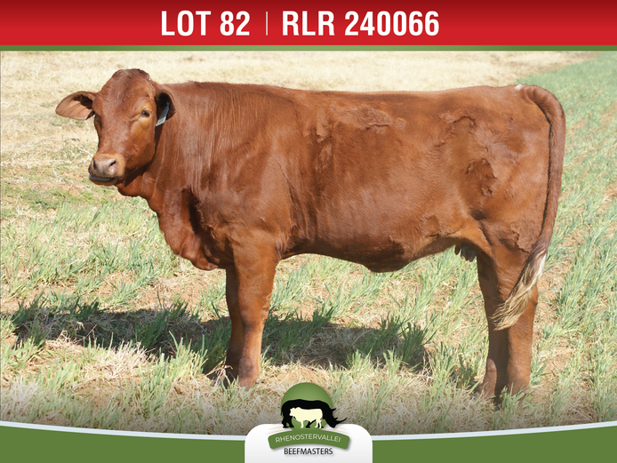 RLR 240066 | J.H. MEYER