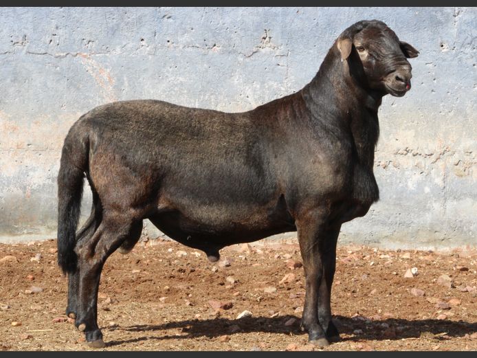 CRL 24.517 | HANRI MEATMASTERS