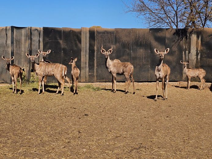 KUDU | PRINS GAME