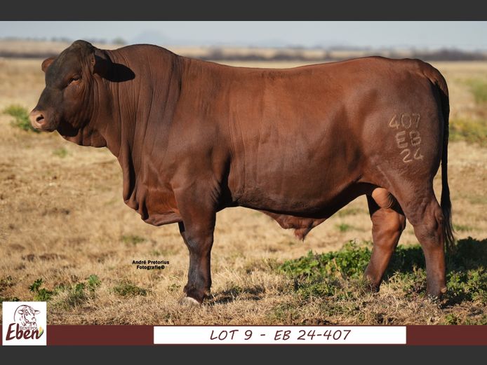 EB 240407 | EBEN SENEPOL