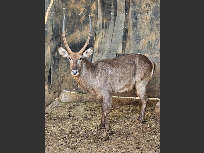 WATERBUCK | WILDLIFE AFRICA