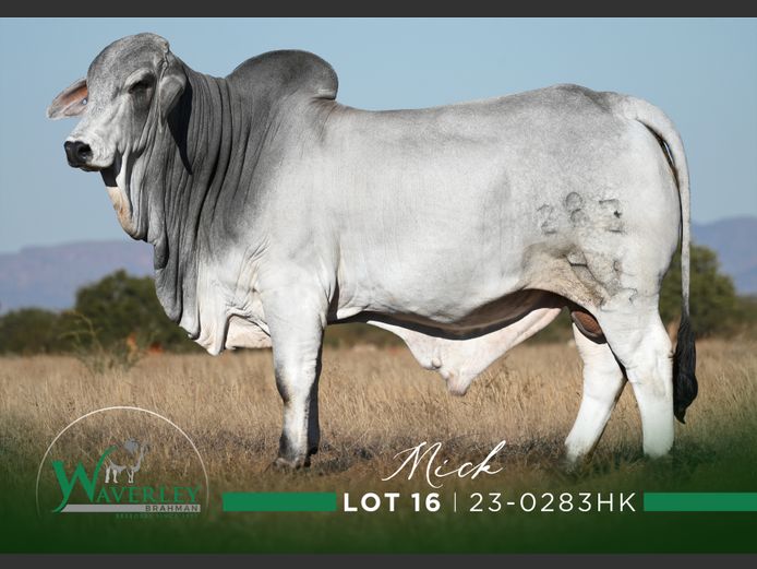 23-0283HK | WAVERLEY BRAHMAN