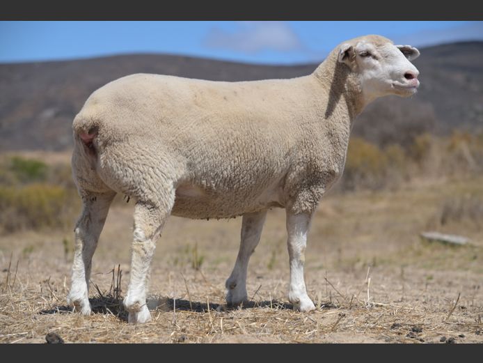 VS 250022 | VREDESIG FORBES 