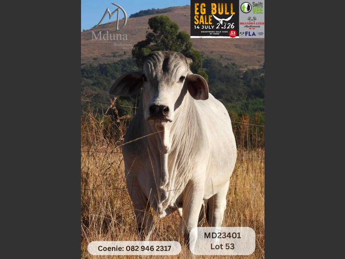 MD23402 | MDUNA BRAHMANS