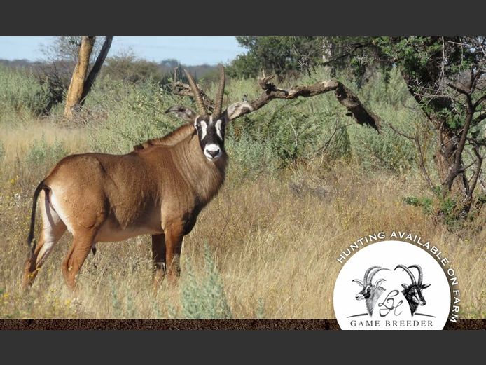 Roan Mature Bulls | WATERBERG PLATO GAME BREEDERS