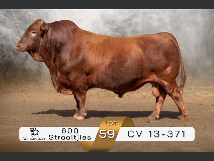 SEMEN | CV 13-371