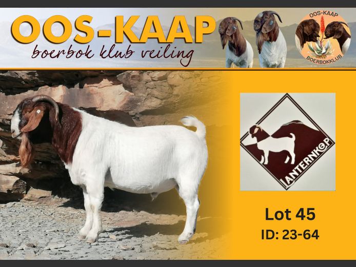 23-64 | Josef van Dyk