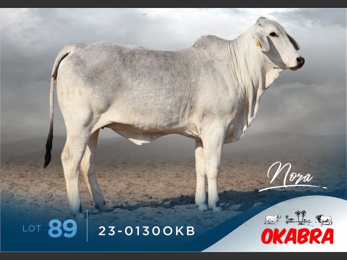23-0130OKB | OKABRA BRAHMANS