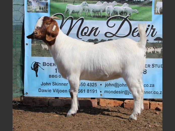 1633 25 1085 | Mon Desir Boergoats