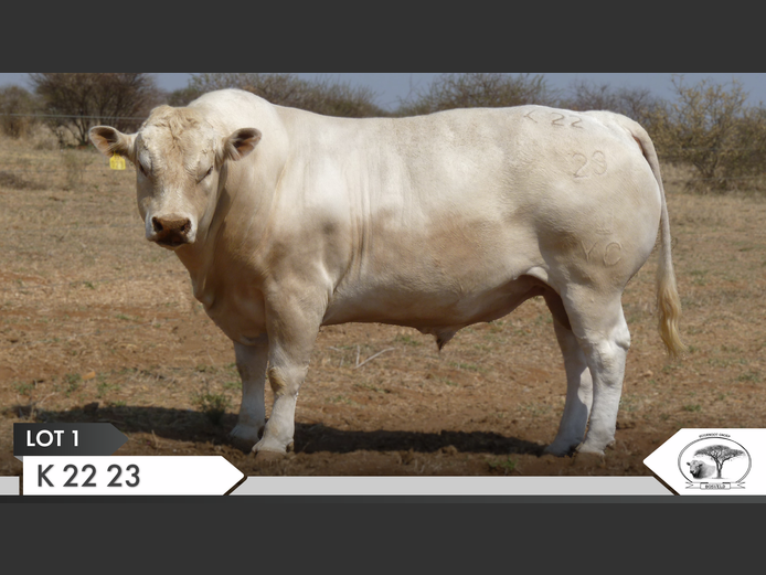 K 220023 | KOPERKOP HUGENOOT STOET
