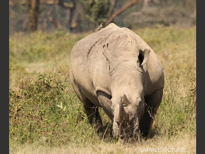 RHINO | DU PREEZ WILD