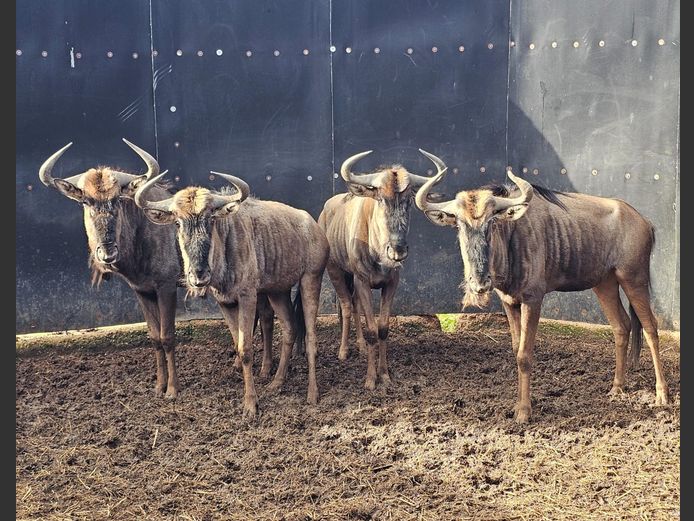 BLOUWILDEBEES | BUFFELSKLOOF 1