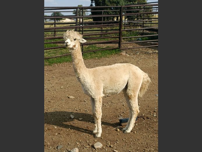 Alpacca
