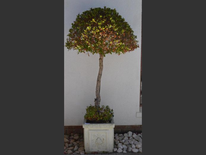 CONCRETE PLANTER WITH TREE, 45 x 45 x 45cm
