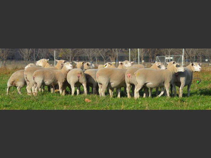 Commercial Animals | WILGERSTROOM BOERDERY