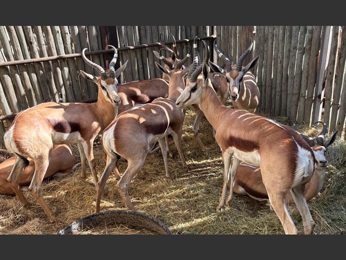 Kalahari Springbok Ramme