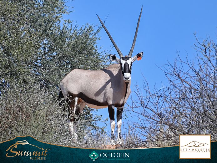 43" ORYX COW ICT 47 2/8" "OUPA JAN"