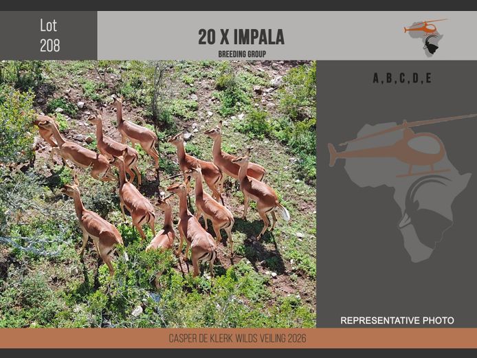 Impala