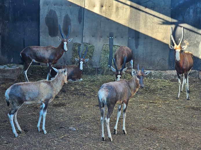 BLESBOK | VISSER WILD